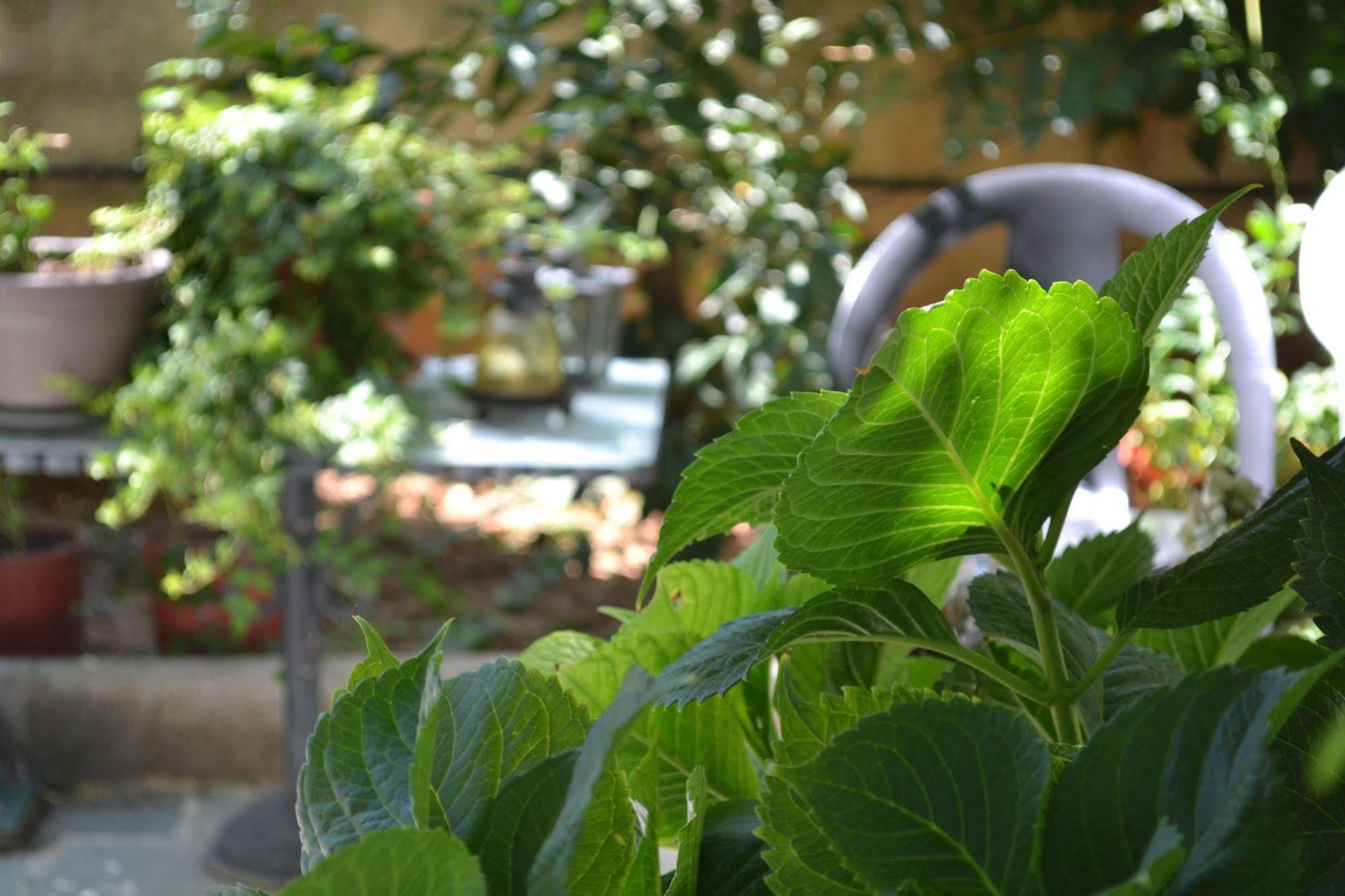 Veggie Garden Athens B&B Zewnętrze zdjęcie